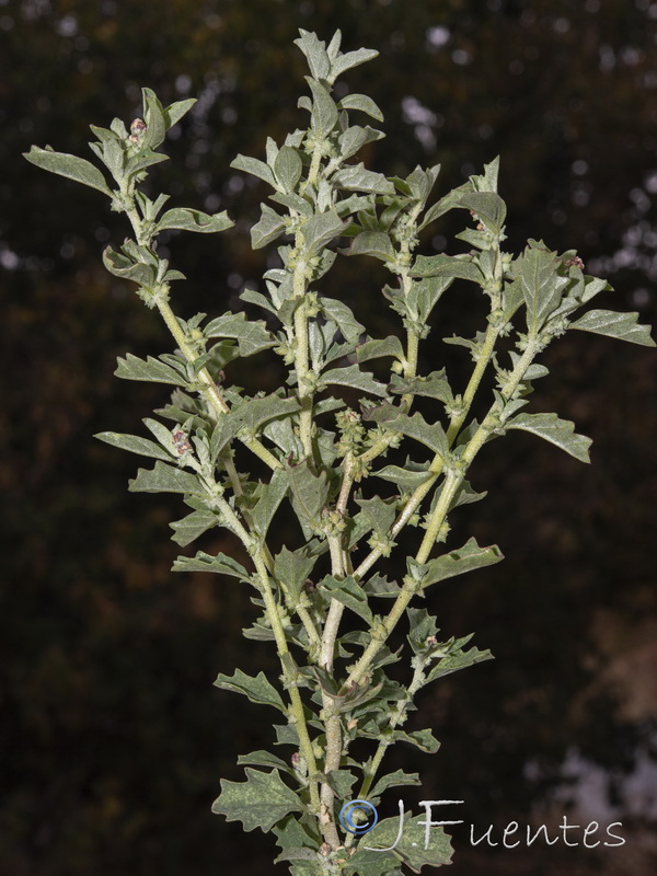 Atriplex suberecta.09