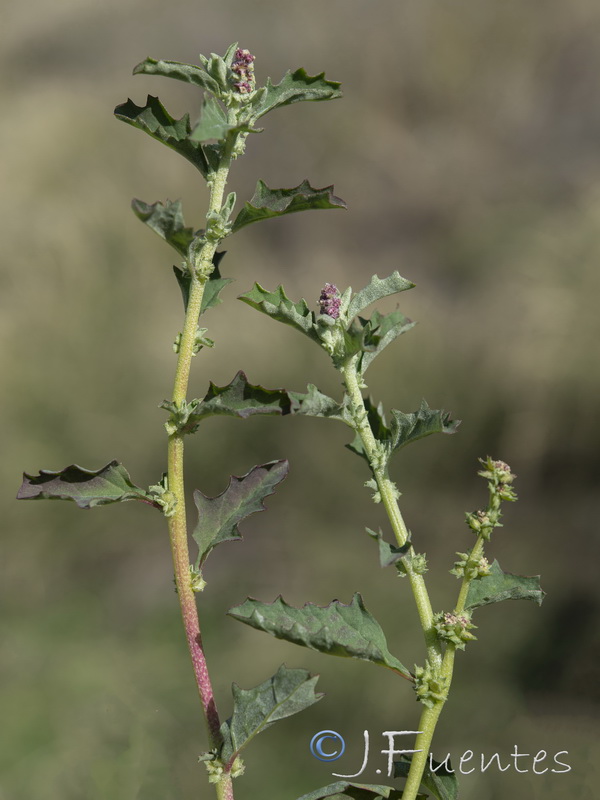 Atriplex suberecta.14