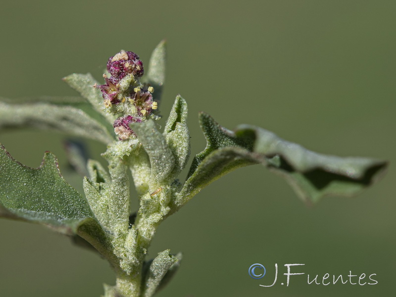 Atriplex suberecta.20