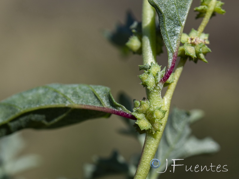Atriplex suberecta.21