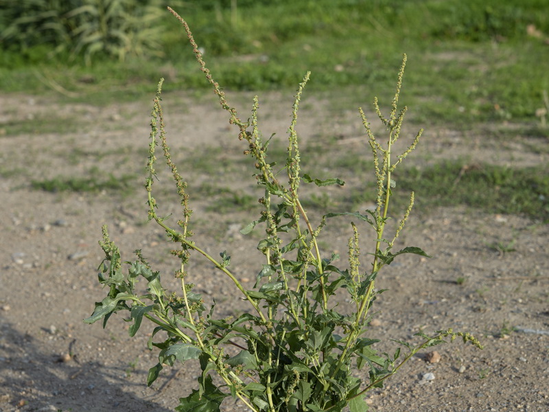 Atriplex tornabenei.01