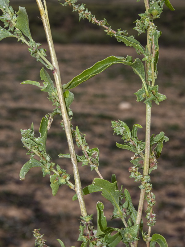 Atriplex tornabenei.02