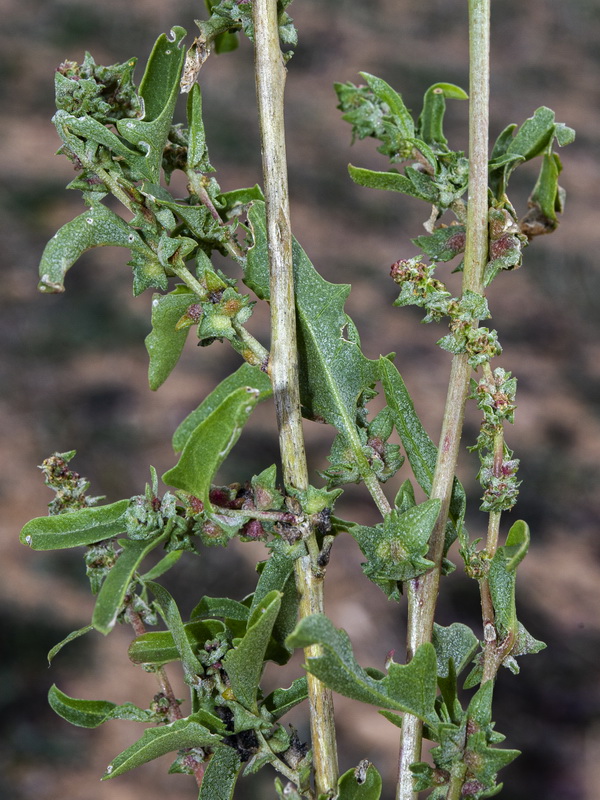 Atriplex tornabenei.03