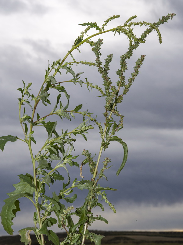Atriplex tornabenei.04