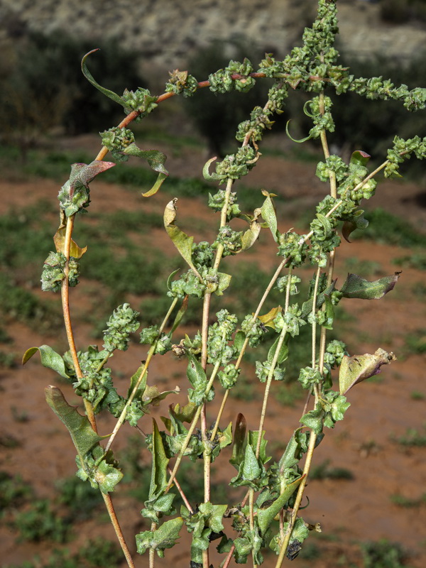 Atriplex tornabenei.05