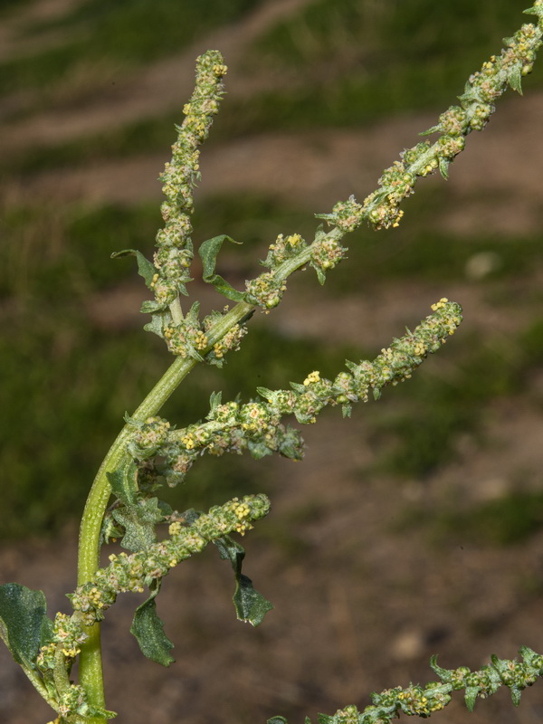 Atriplex tornabenei.06