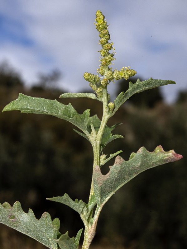Atriplex tornabenei.07