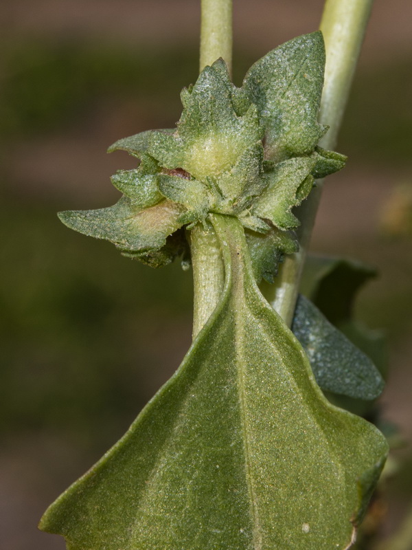 Atriplex tornabenei.08