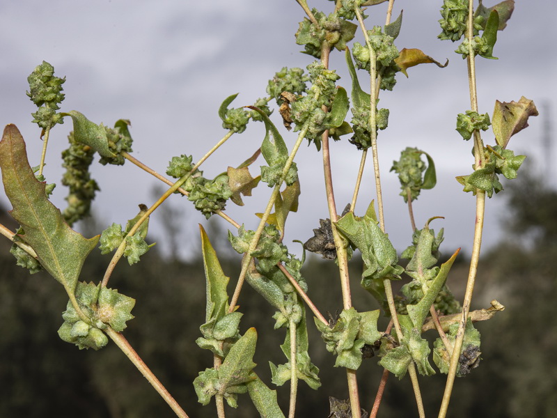 Atriplex tornabenei.09
