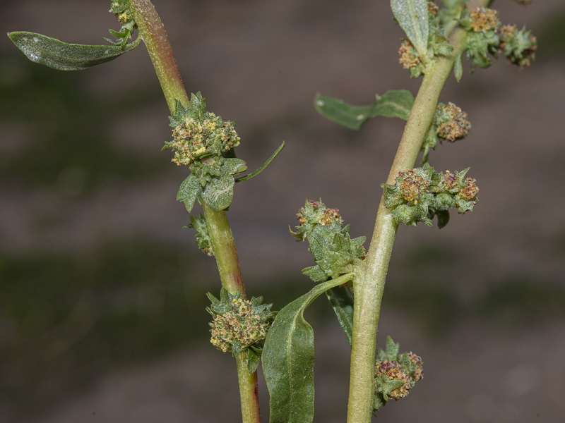 Atriplex tornabenei.10