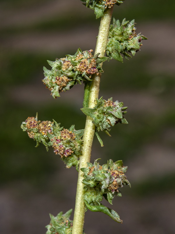 Atriplex tornabenei.11