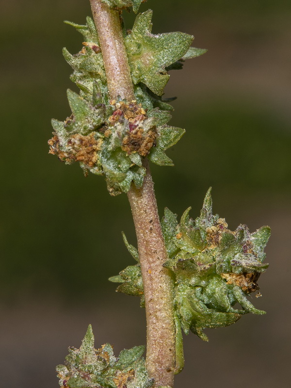 Atriplex tornabenei.12