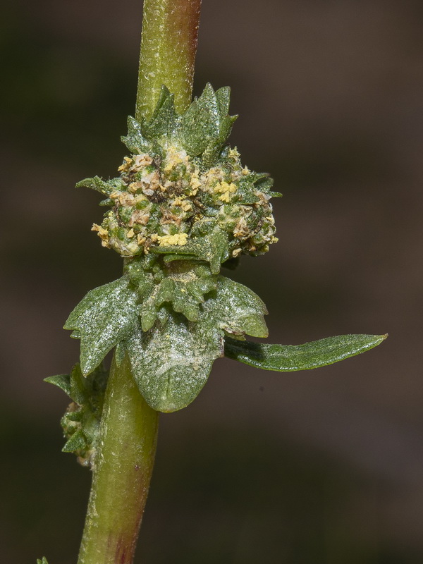 Atriplex tornabenei.13