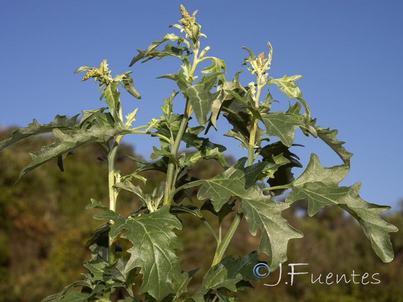 Atriplex tornabenei.14