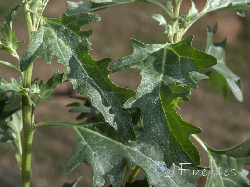 Atriplex tornabenei.17