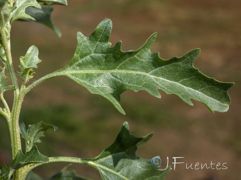 Atriplex tornabenei.18
