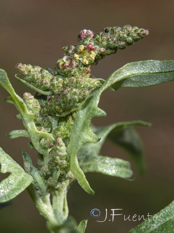 Atriplex tornabenei.19