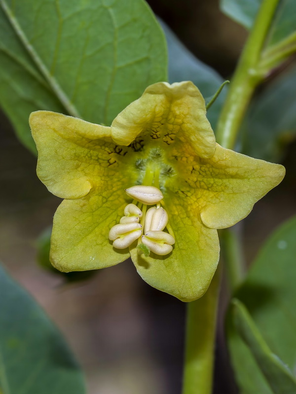 Atropa baetica.03