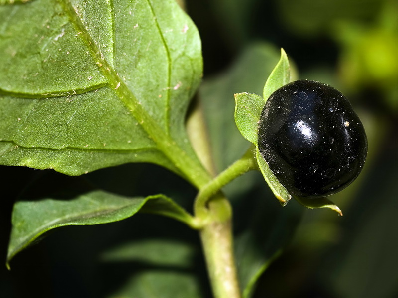 Atropa baetica.05