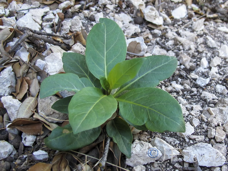 Atropa baetica.09