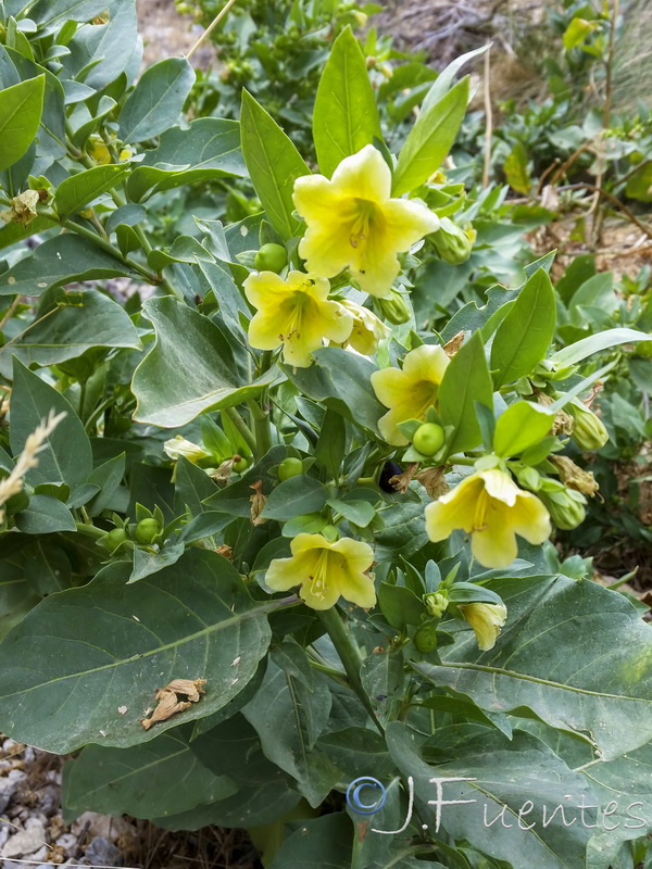 Atropa baetica.10