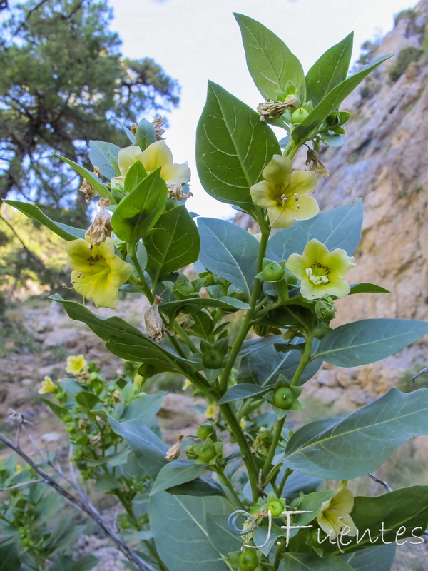 Atropa baetica.11