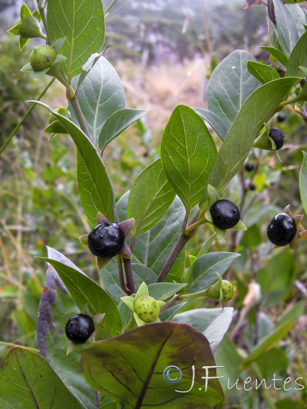 Atropa baetica.12