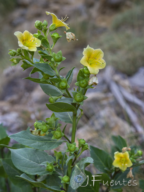 Atropa baetica.15