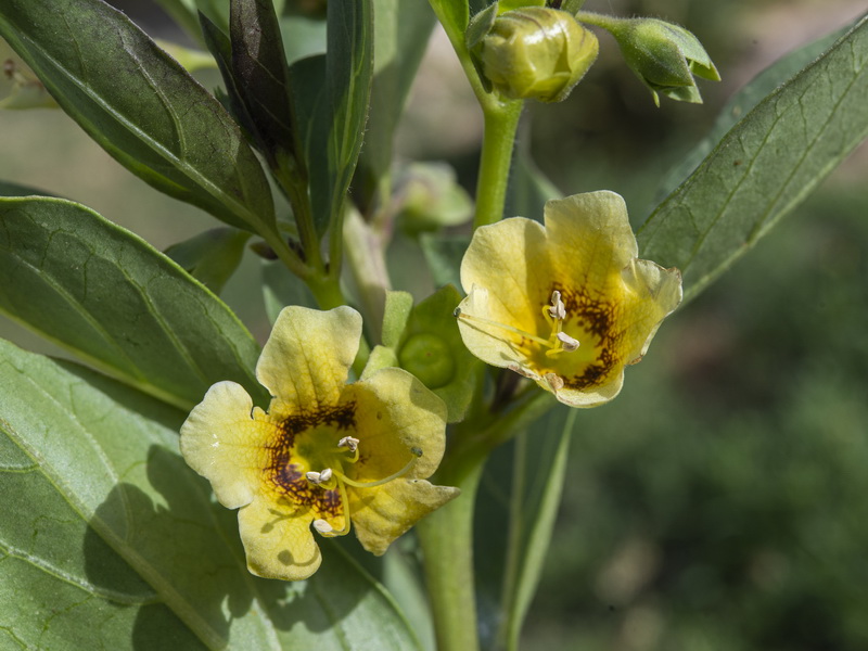 Atropa baetica.17