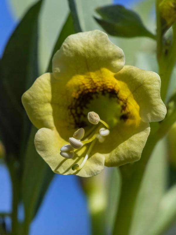 Atropa baetica.19