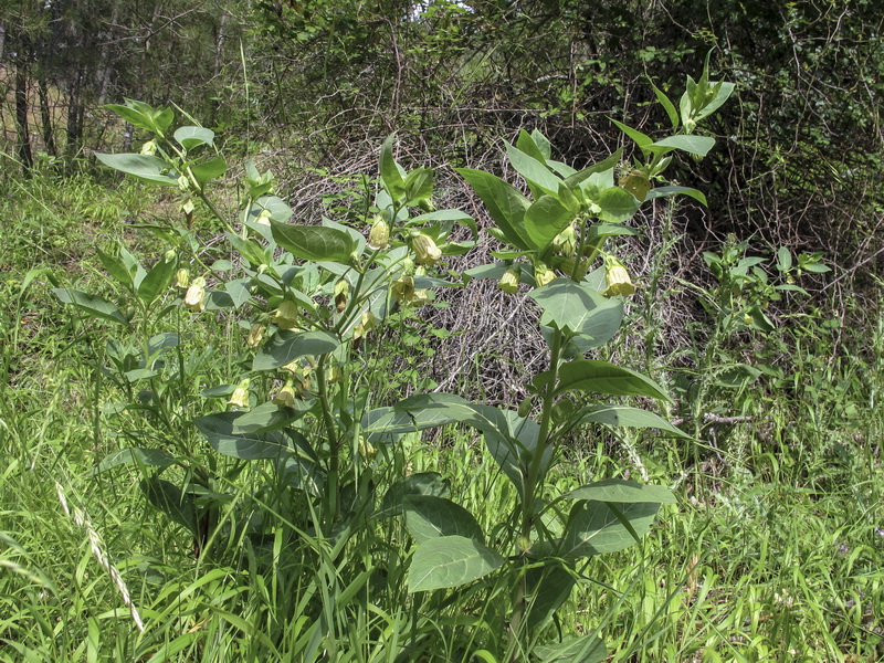 Atropa baetica x belladona.02