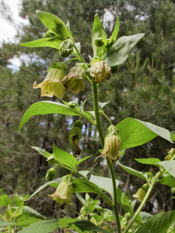 Atropa baetica x belladona.03