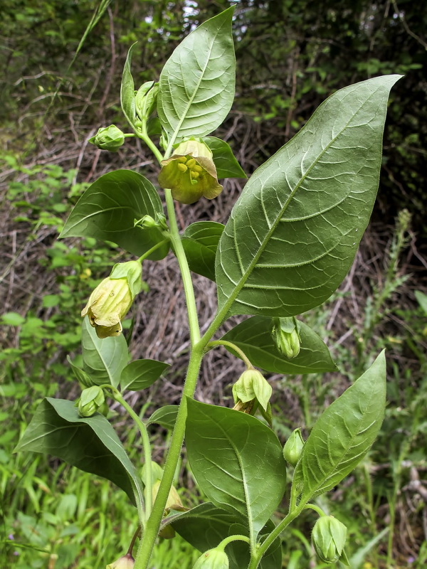 Atropa baetica x belladona.04