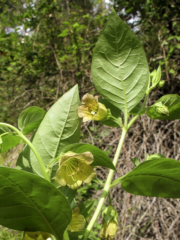 Atropa baetica x belladona.05