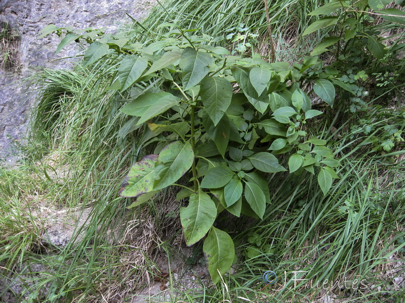 Atropa belladona.01