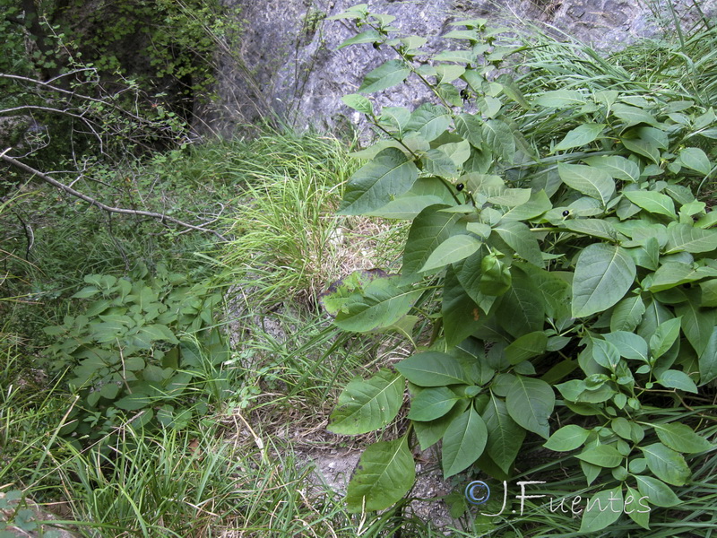 Atropa belladona.02