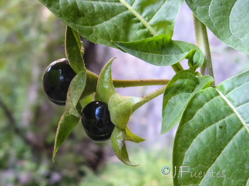 Atropa belladona.03