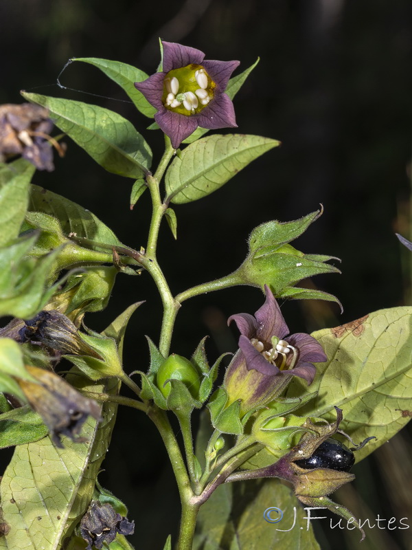 Atropa belladona.10