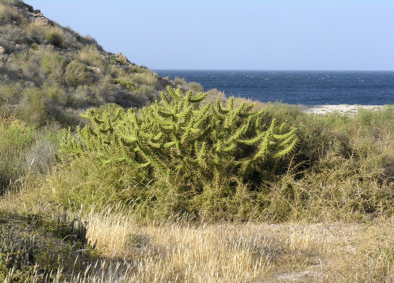 Austrocylindropuntia subulata.01