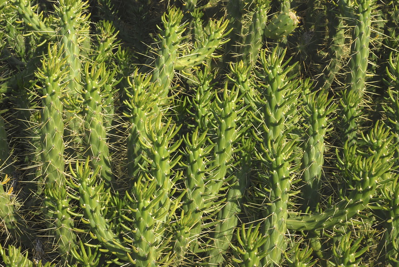 Austrocylindropuntia subulata.02