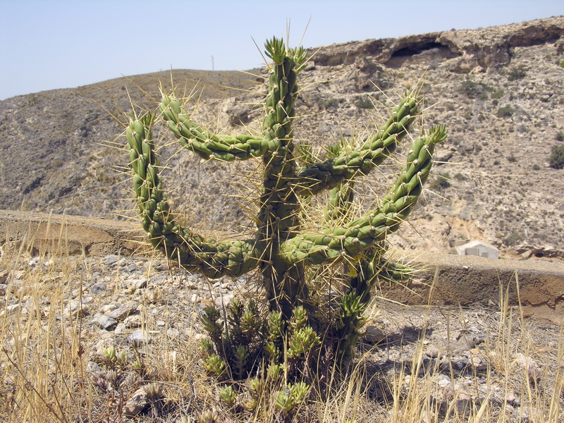 Austrocylindropuntia subulata.03