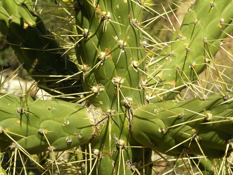 Austrocylindropuntia subulata.05