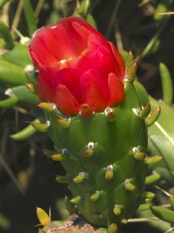 Austrocylindropuntia subulata.06