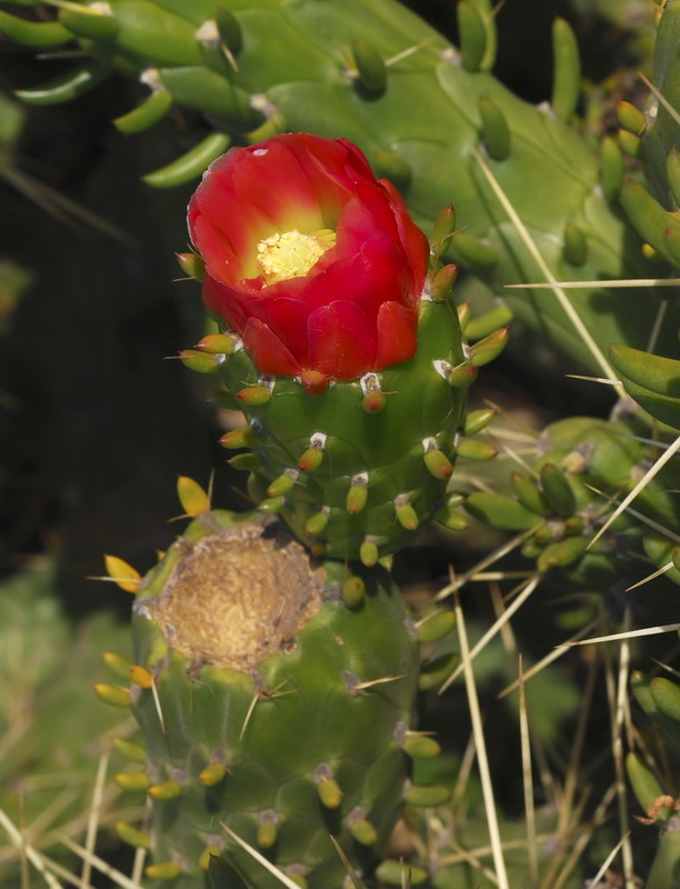 Austrocylindropuntia subulata.07