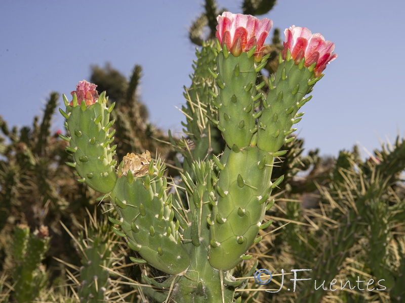 Austrocylindropuntia subulata.12