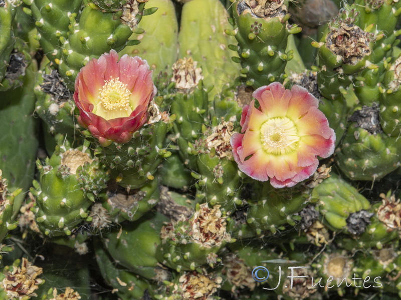 Austrocylindropuntia subulata.14