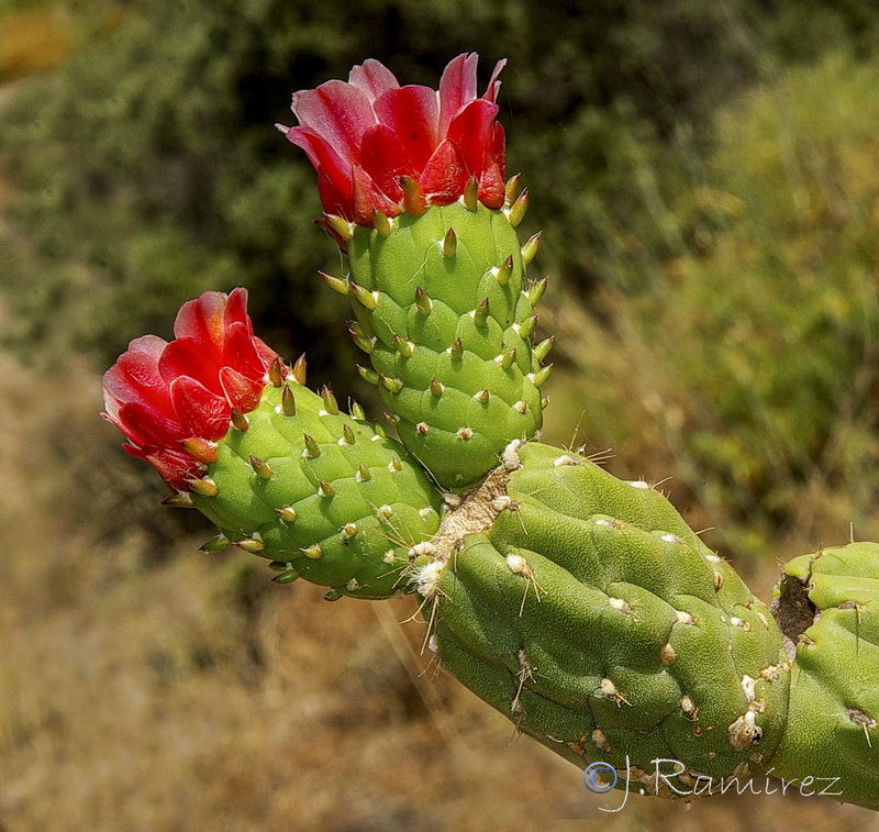 Austrocylindropuntia subulata.17