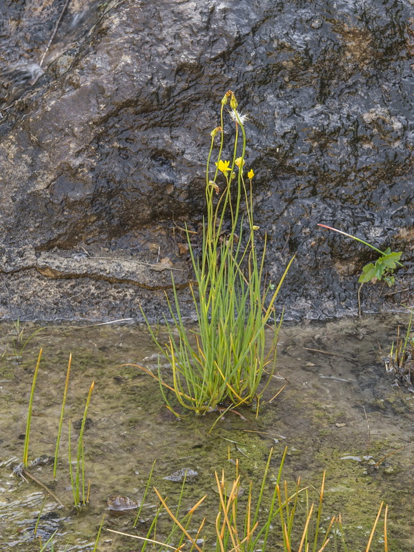 Avellara fistulosa.01