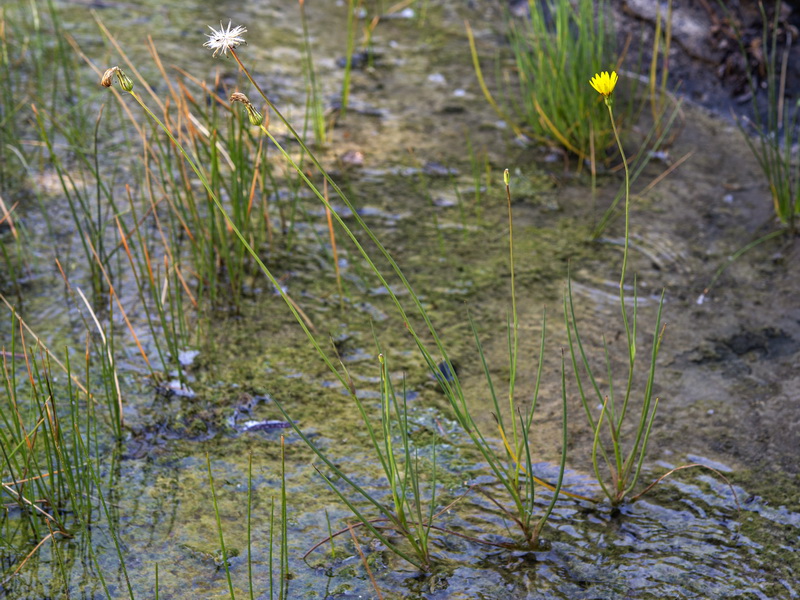 Avellara fistulosa.02