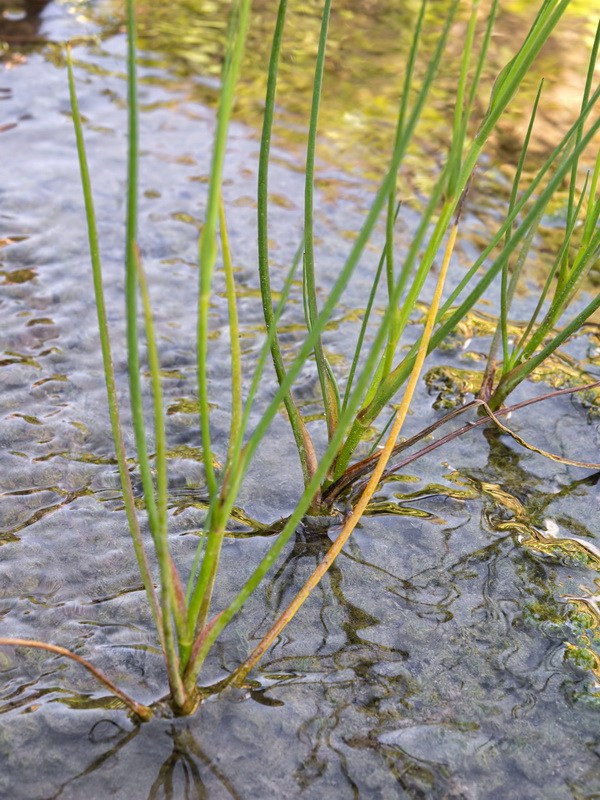 Avellara fistulosa.03